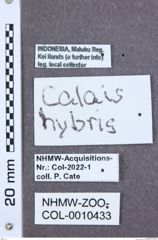 Etikette zu Calais hybris (NHMW-ZOO-COL-0010433)